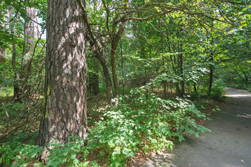 the way through the forest