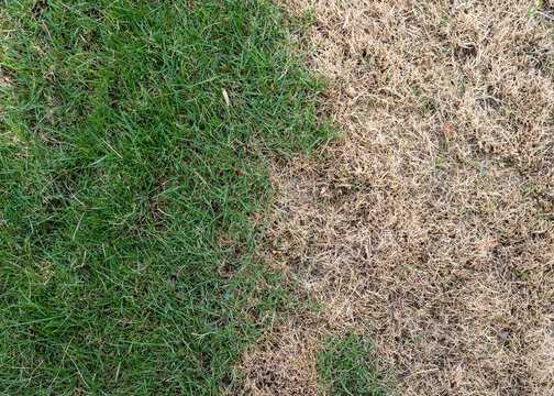 Green and dry grass in lawn closeup view