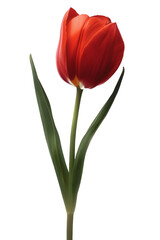 Vibrant Red Tulip on Black Background Perfect for Floral Art and Botanical Prints