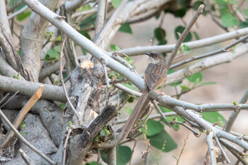 Himalayan prinia or Prinia crinigera in Binsar in Uttarakhand, India