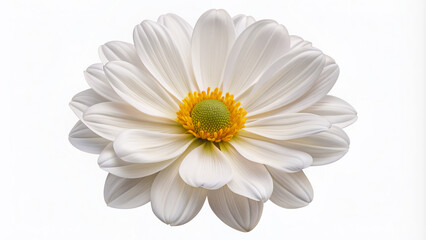 Obraz premium Delicate white blooming flower with gentle petals and yellow center isolated on transparent background in high-resolution cutout with precise clipping path detail.