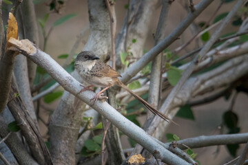 Himalayan prinia or Prinia crinigera in Binsar in Uttarakhand, India