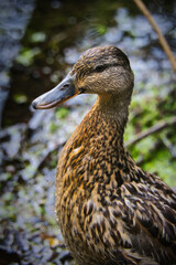 Portrait einer Stockente