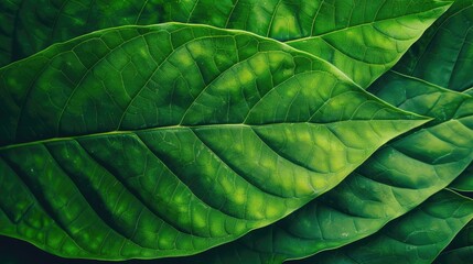 Fototapeta premium Top view of green leaf texture with copy space