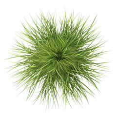  Mexican Feather Green Grass Plant Top View