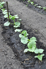 organically cultivated cucumber plantation in the vegetable garden, after watering,
vertical composition