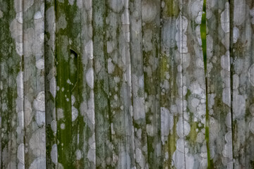 Obraz premium Mold on leaves