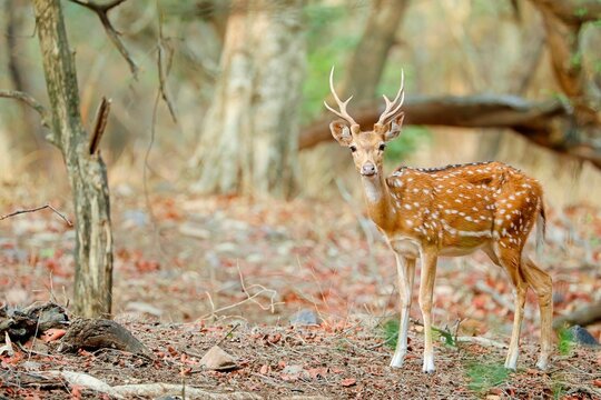 Indian Spotted Deer in a dry forest