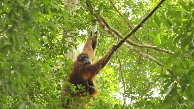 a orangutan mother looking around while her baby plays in the rainforest of gunung leuser national park on sumatra, indonesia