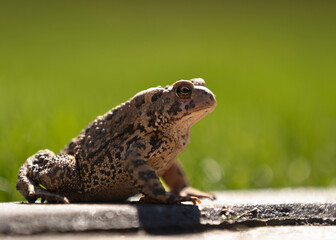 Brown toad on concrete curb green background sunny day close up low angle