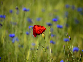 Mohn und Kornblumen