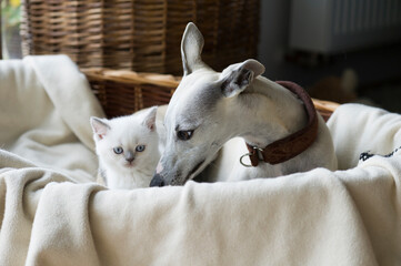 Whippet Hündin mit einem Britisch Kurzhaar Kätzchen