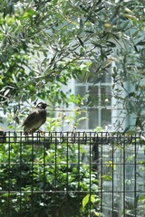 庭の柵に飛んできた野鳥