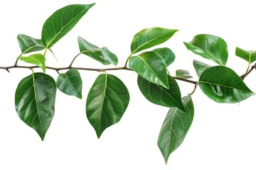 Fototapeta premium A natural image of a branch with lush green leaves against a clean white background, perfect for illustrations and design