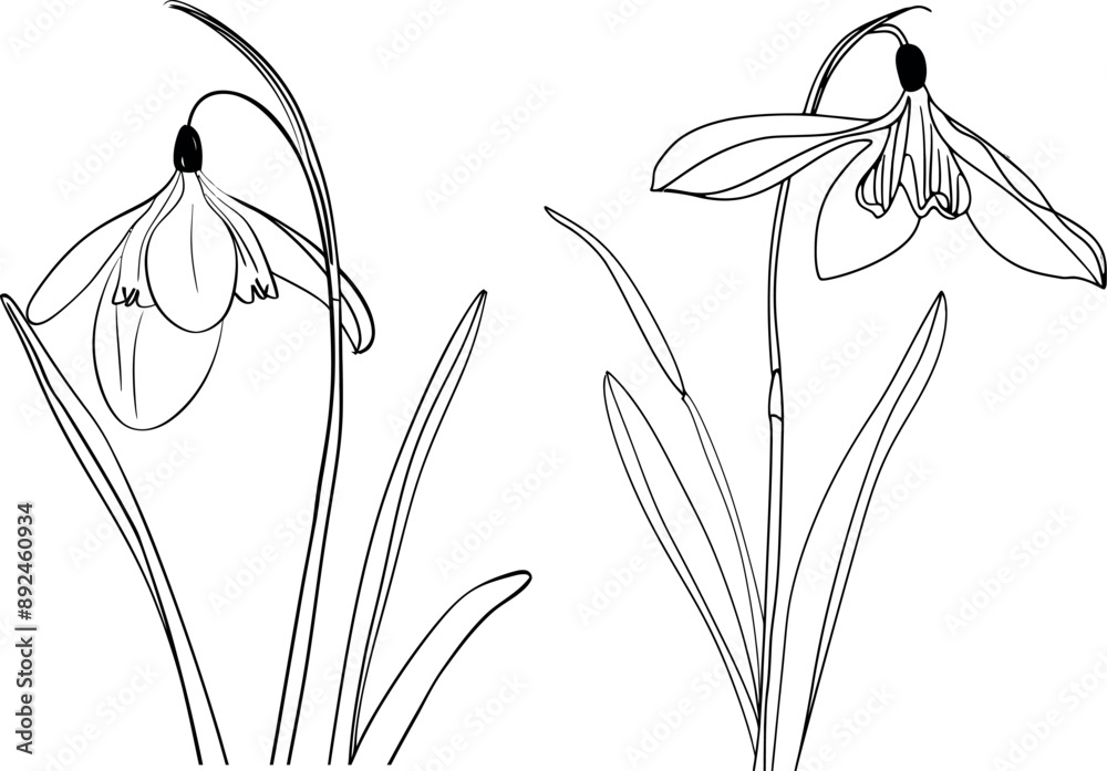 Poster Snowdrop with continuous lines on a white background. Spring card with snowdrops.