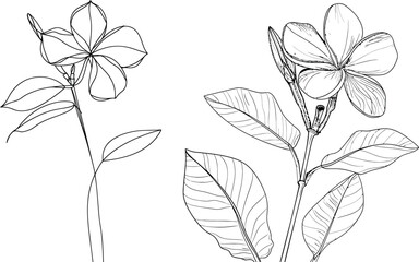 Colorless black and white contour line of a beautiful tropical flower isolated in modern style