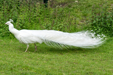 all white male albino Indian peafowl