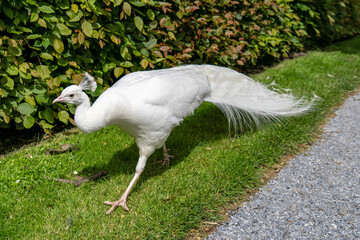 all white male albino Indian peafowl