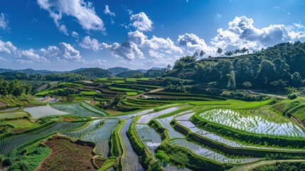 A rice paddy transformed by spring, its terraces filled with the vibrant green shoots of new growth under the azure sky.