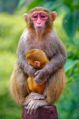 Affenmutter beschützt das Affenbaby