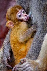 Affenbaby beim Trinken