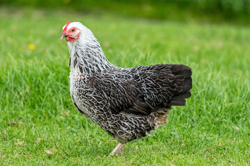 Sussex hen on meadow