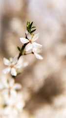 cherry blossom close up