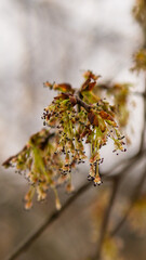 Spring Blossom: Vibrant Tree Flowers