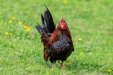 bantam cock on meadow