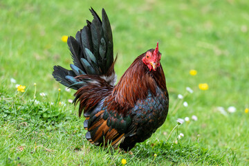 bantam cock on meadow