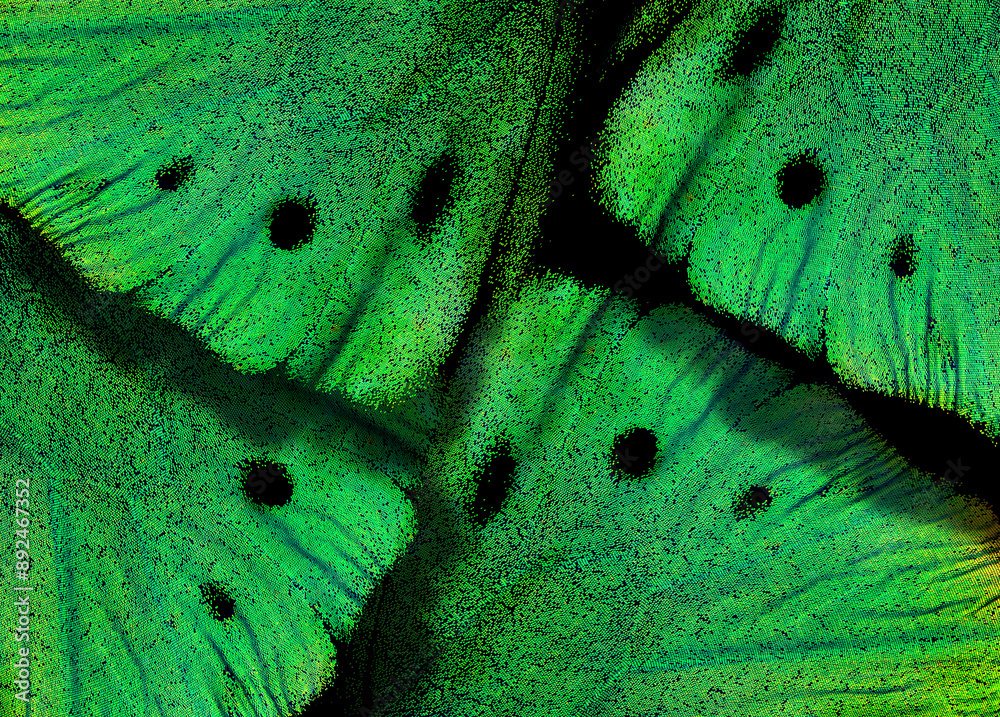 Aufkleber texture of tropical butterfly wings. abstract pattern of butterfly wings close-up