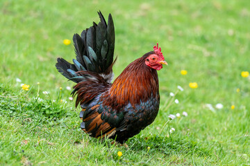 bantam cock on meadow