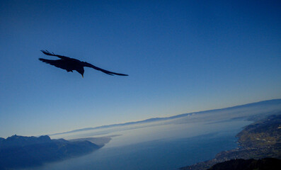 A bird flying over the Swiss Alps mountains