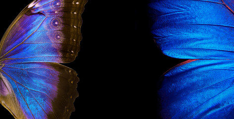 bright colorful wings of a tropical morpho butterfly. ornament of butterfly wings. close up  