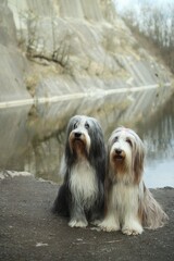 Bearded collies pose in a quarry in the Czech Republic