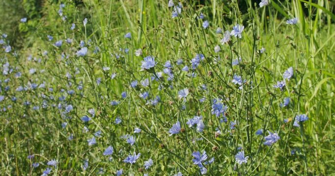 The flower of the common chicory (Cichorium intybus) 