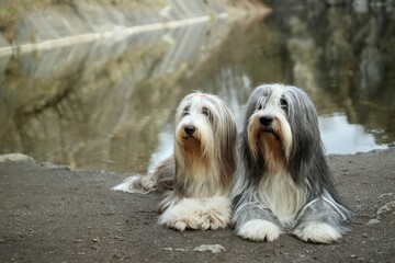 Bearded collies pose in a quarry in the Czech Republic