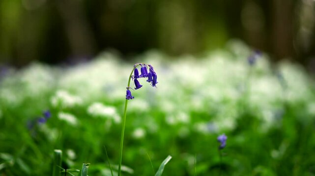 A wilting English bluebell alone above a woodland undergrowth with white wild garlic background