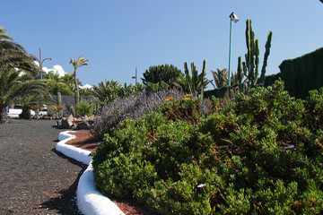 Egzotyczny ogród z palmami, niebieskie niebo z chmurami, krajobraz wyspy Lanzarote, tapeta, tło © anettastar