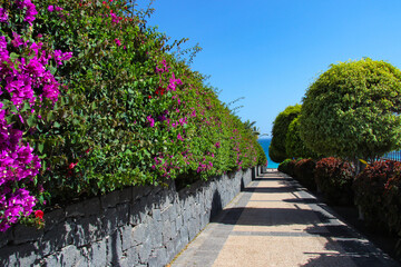 Egzotyczny krajobraz, wyspy kanaryjskie, wyspa Lanzarote, w tle niebieskie niebo i białe chmury © anettastar