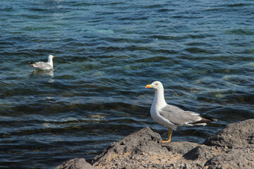 Mewy na skalistym wybrzeżu nad Oceanem Atlantyckim, wyspy kanaryjskie,  Lanzarote © anettastar