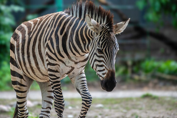 zebra in zoo