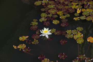 Żółty kwiat lilii wodnej, Tajlandia © anettastar
