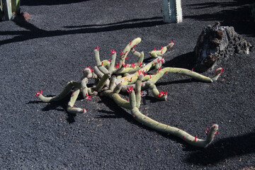 Ogród botaniczny, kaktusy na wyspie Lanzarote © anettastar