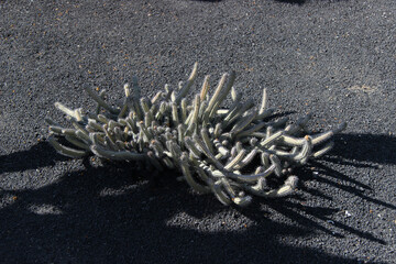 Ogród botaniczny, kaktusy na wyspie Lanzarote © anettastar