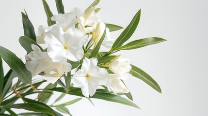 Close-up shot of a white flower in a decorative vase, suitable for use in interior design or still life photography projects