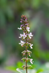 Close up of fresh flower Green basil  background