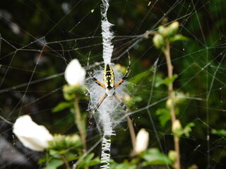 spider on web