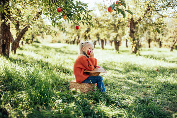 Child picking apples on farm in autumn. Little girl playing in tree orchard. Healthy nutrition. Cute little girl eating red delicious fruit. Harvest Concept. Apple picking.