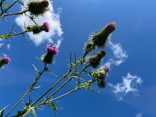Thistle blossoms against the blue sky